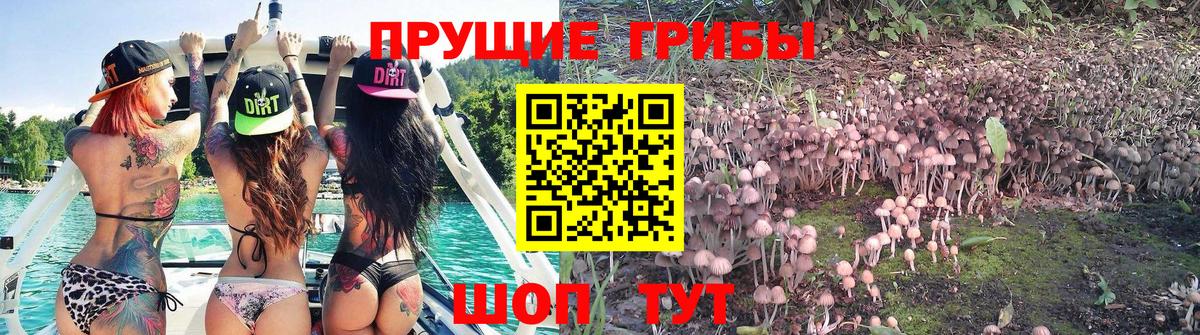 Сердобск  Галлюциногенные грибы Psilocybe  Вход с VPN 